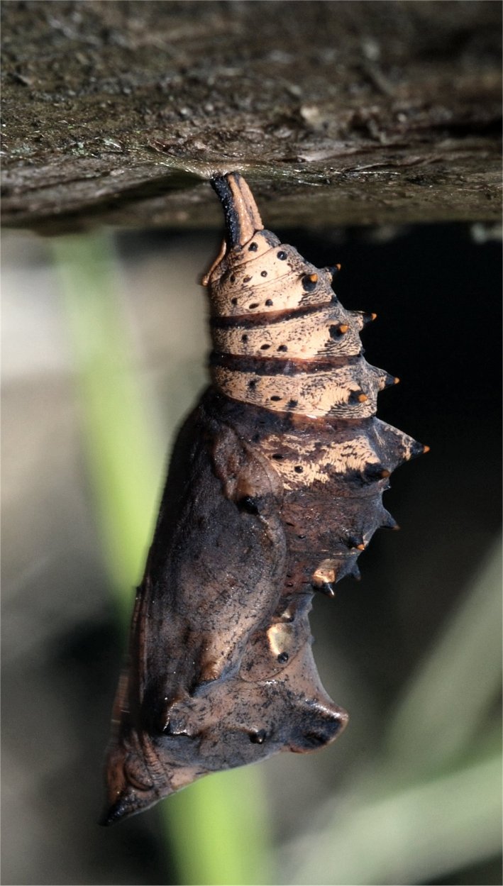 Larva e crisalide del M.Cimino